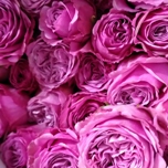 Wedding Pink Jewel Roses Branchues rouges d'Equateur Ethiflora